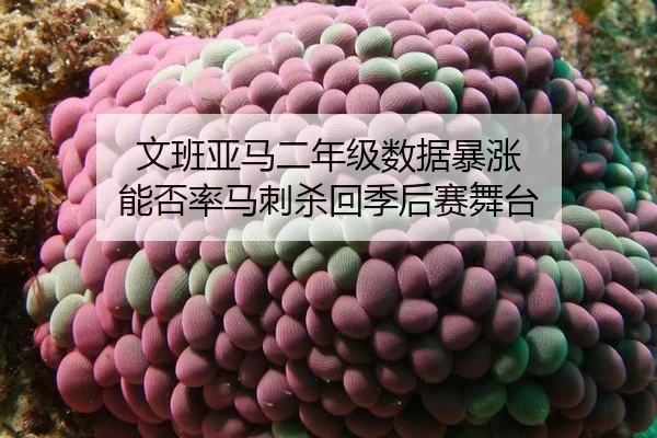 文班亚马二年级数据暴涨 能否率马刺杀回季后赛舞台